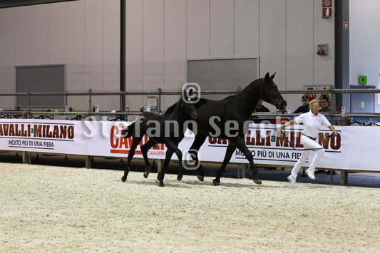 BELLY DANCER_MILANO_2010_SS3_7869.jpg